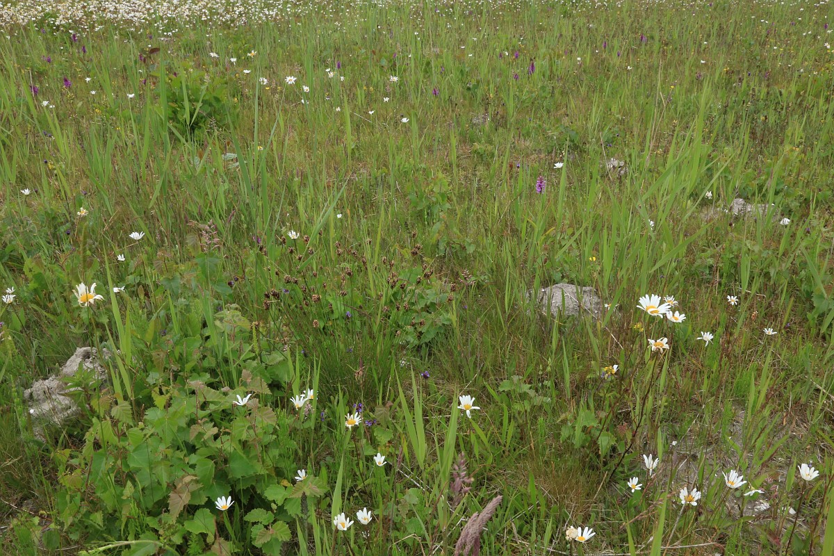 Schoenus nigricans, Black Bogrush